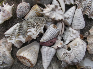 SHELLS (FILEminimizer)