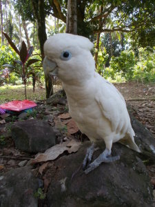 WHITE PARROT (FILEminimizer)