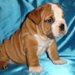 62949232_1-Foto-di-affettuosi-cuccioli-di-cane-inglese-toro-per-la-tua-famiglia